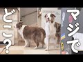 かくれんぼしたらママが見つからなくてパニックになっちゃった犬達💦【ボーダーコリー・オーストラリアンシェパード】
