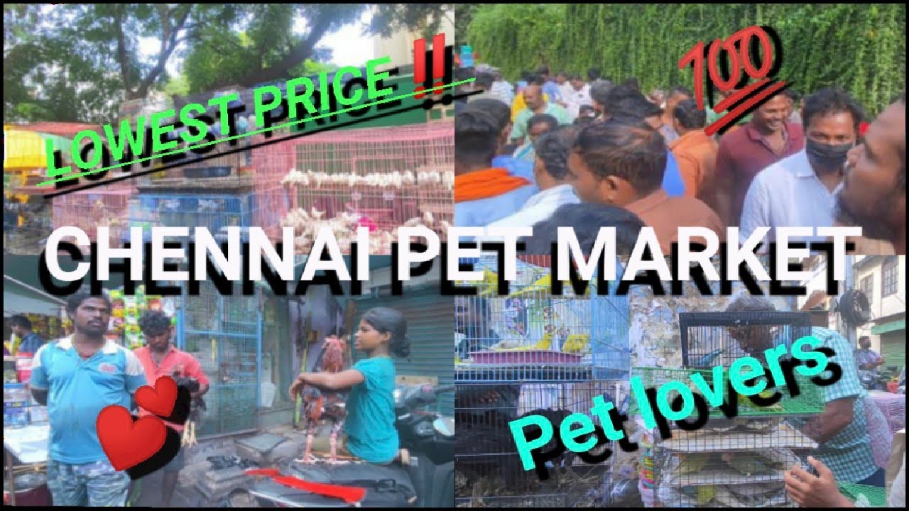 Parrys Sandhai/Broadway sunday Market/Chennai pet market💲💲💲😰🐶🐰🐔🐦🦆🐤🐌🐟🐅🐓🐈