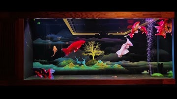 🐟 Hồ Cá Chép Phi Tần Đỏ Cực Phẩm – Vẻ Đẹp Quyến Rũ Dành Cho Dân Chơi Cá Cảnh! 🔥