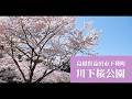 4K ふるさとスケッチ+「下種の春」♪種 半崎美子