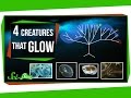 Bioluminescence in Nature