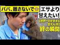 【パンチくん🐵】飼育員さんが僕のパパ！腕から離れない甘えん坊♡
