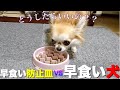 完全に盲点だった！チワワ早食い阻止の戦い！早食い防止皿を使ってみた結果、、、