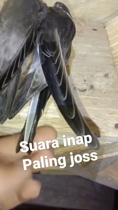 suara inap walet 24 jam paling joss