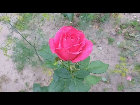 Video: Бадалдар (розалар): сүрөттөмө жана сүрөт. Жарым бийик розалар