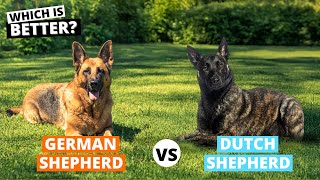 German Shepherd Vs. Dutch Shepherd - Which Is Better?