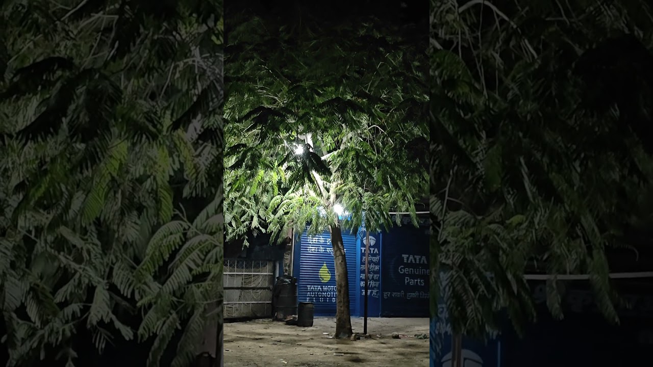 आज सुबह दिखा सुन्दर पेड़ 