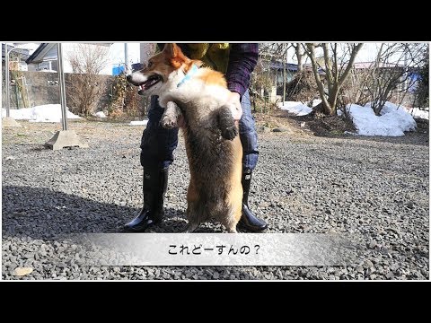 2018  泥んこコーギー3兄弟たらいのお風呂【コーギー三兄弟】