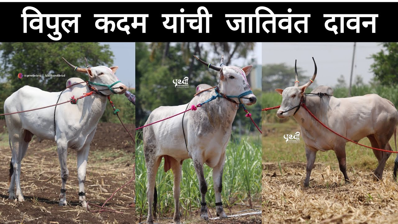 विपुल कदम गाव :- रहिमतपुर ता:- कोरेगाव जि :-सातारा☎️ 86003 28121