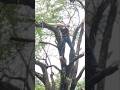 Danger, the carpenter's reckless action of cutting a tree without safety equipment #shortvideo #tree