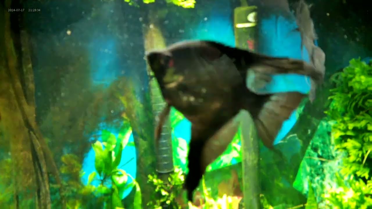 HOW TO CORRECT WAY EASY ADD WATER TO YOUR AQUARIUM..BEST INFO..WORK SMARTER ,NOT HARDER..EASY .FREE.