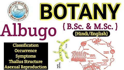 Albugo / Asexual Reproduction in Albugo / BSC 1ST YEAR BOTANY/ White Rust Disease / Albugo candida
