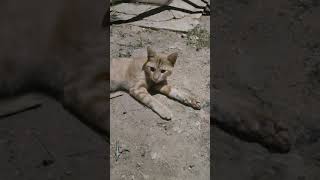 cat sound #cat #kitten #meowing #viral