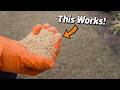 Perimeter Baiting for Yard Insects (Easiest Way)