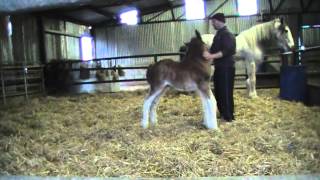 CUTEST FOAL EVER  Oak Grove Frank the Clydesdale Foal
