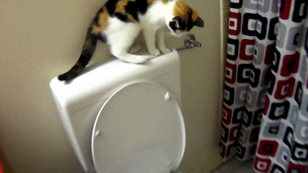 My cat flushing the toilet YouTube