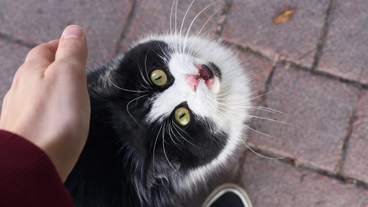 This Street Cat Trusted Me in Just One Minute