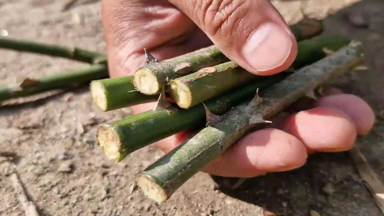 DIY Rose Plant Propagation from Branch Cuttings