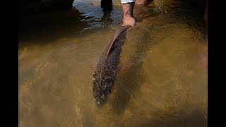 Landing a Redfish | 1-Minute from the Drone
