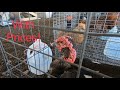 Amish Animal Auction!!! Pigeons, Ducks, Pheasants, Turkeys and More!!! (Pt.1)