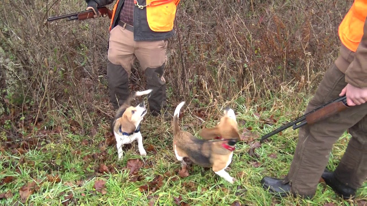Skyview's Beagles Rabbit Hunting With Neel Family - YouTube