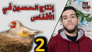 سلسلة انتاج الحسون في الأقفاص ( الطريقة الصحيحة لاختيار زوج الحسون المناسب )