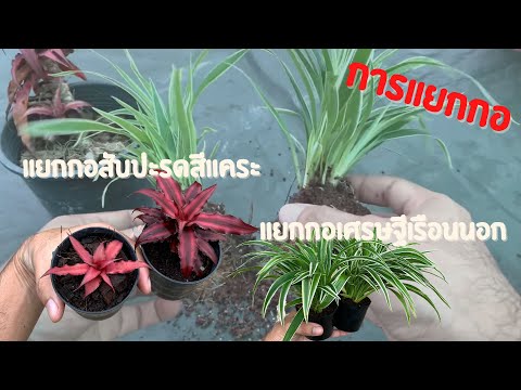 วีดีโอ: เทคนิคการขยายพันธุ์ - วิธีการขยายพันธุ์พืชโดยการแตกหน่อ