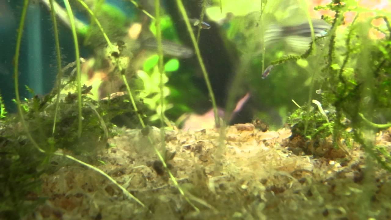 カージナルテトラの稚魚 繁殖 その1 Part 1 Fry Breeding Of Cardinal Tetra Youtube