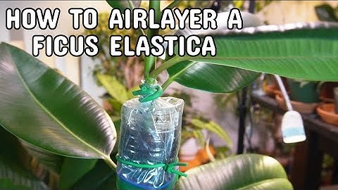 FICUS ELASTICA AIR LAYERING PROPAGATION | With Rooted Results!