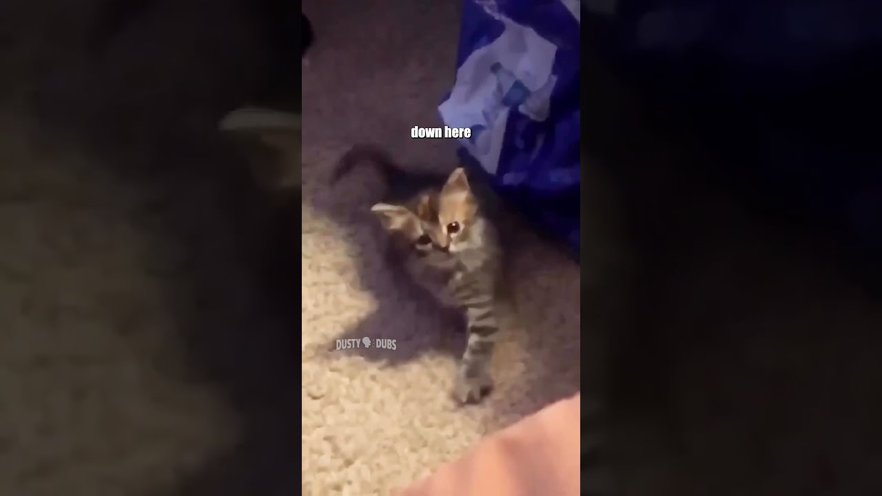 He Just Needs His Mice Crispies Unknown Voiceover Funny Shorts