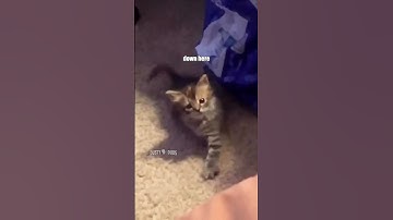 Thumbnail of he just needs his mice crispies 🥣 🎥: unknown #voiceover #funny #shorts