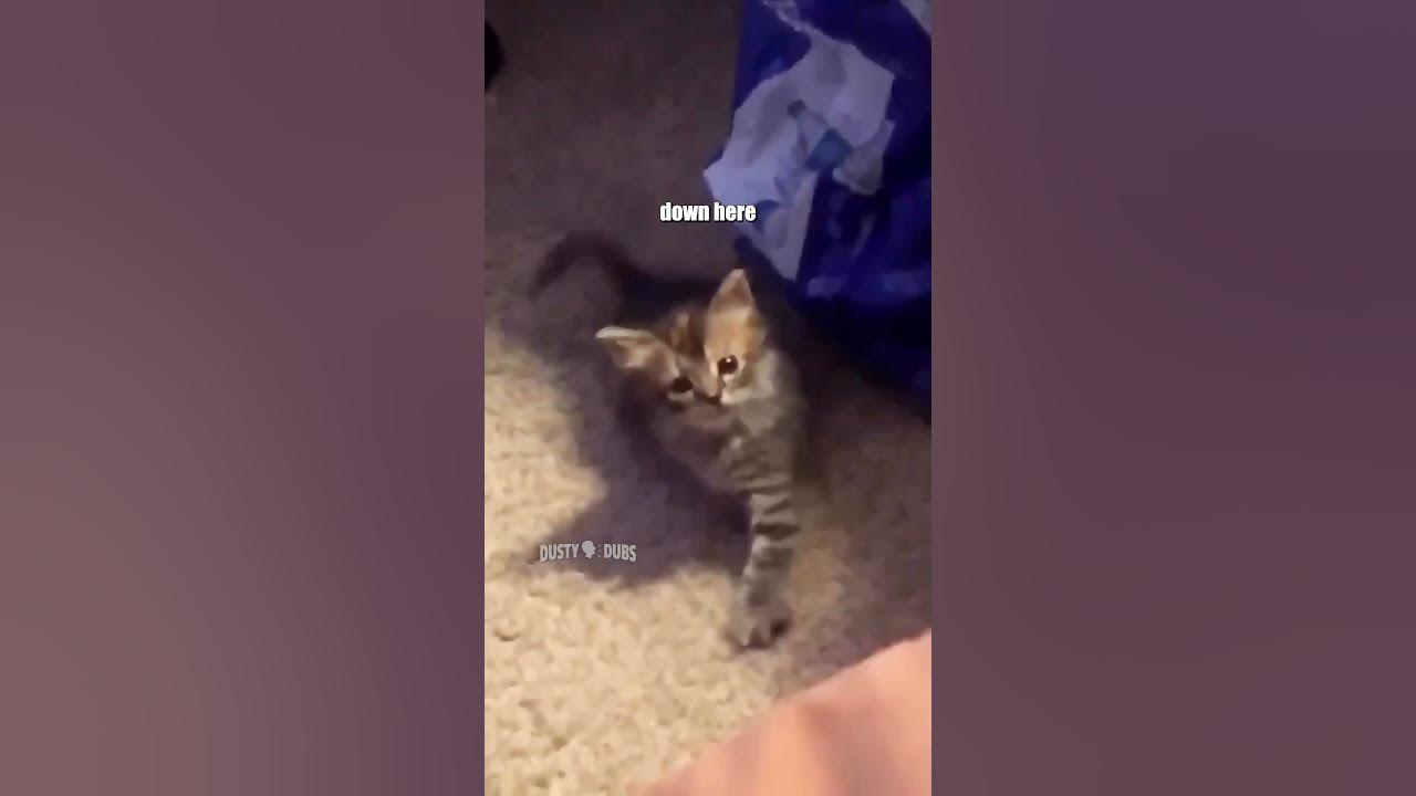 he just needs his mice crispies 🥣 🎥: unknown #voiceover #funny #shorts