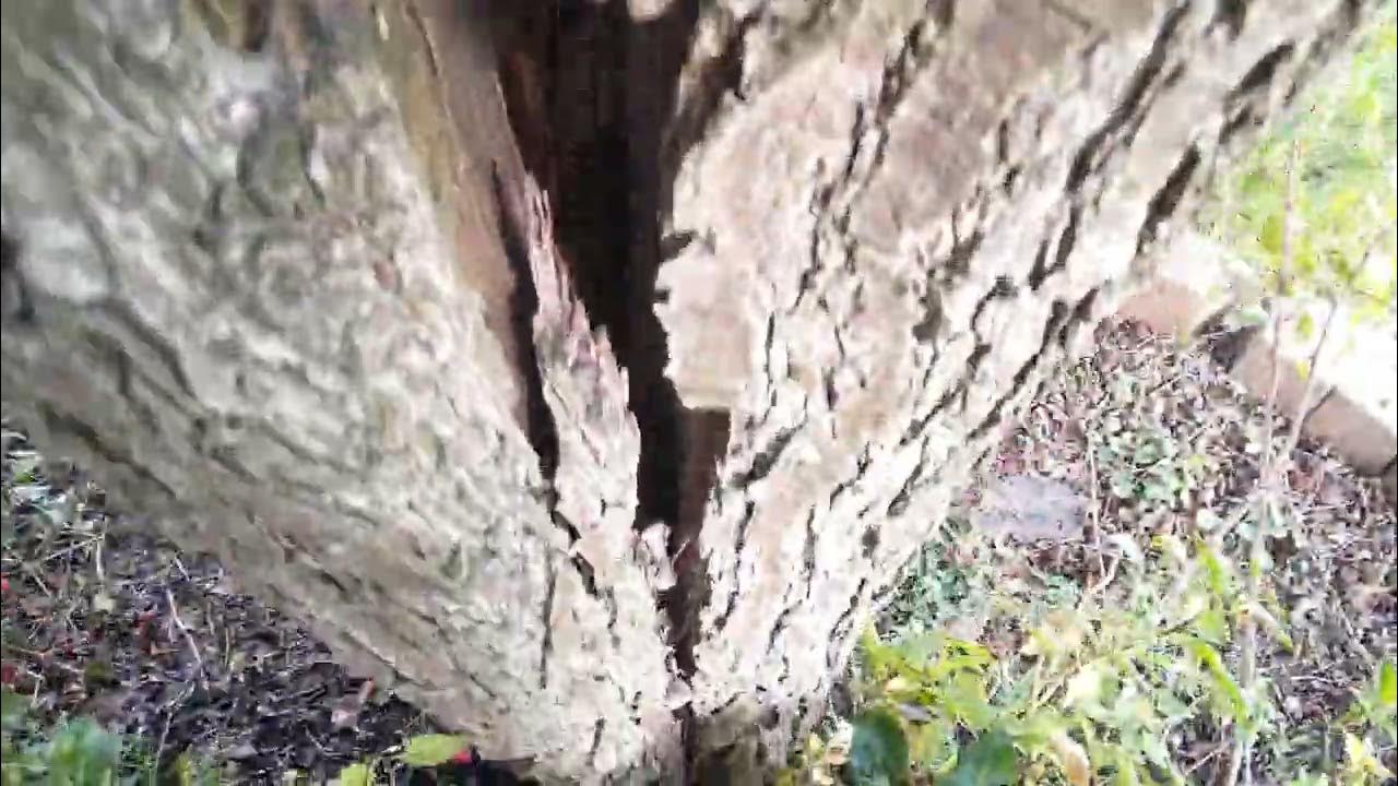 Tree Trunk Cracked Down Middle Still Living YouTube