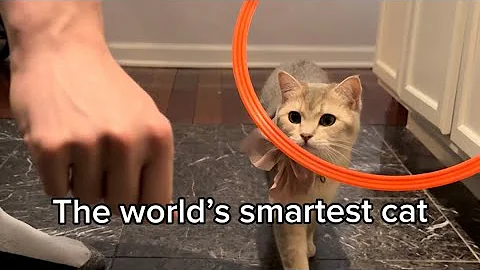 Watch the video about Have you seen a smarter cat?