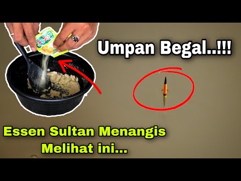 Umpan BEGAL Super Gacor Bikin Tetangga Meringis | Umpan Jitu Ikan Mas