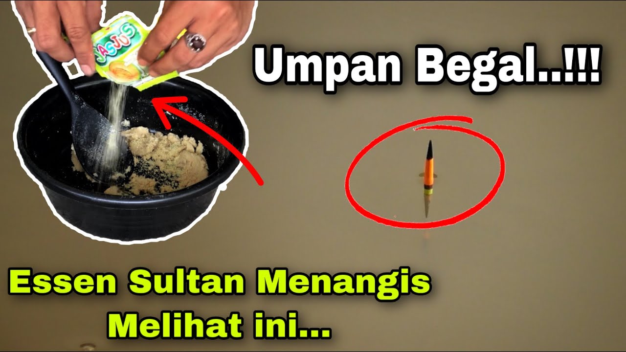 Umpan BEGAL Super Gacor Bikin Tetangga Meringis | Umpan Jitu Ikan Mas