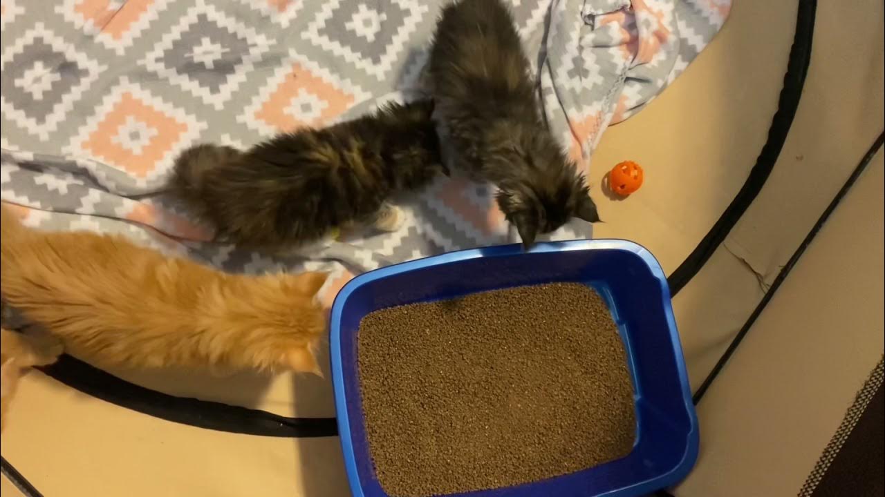 how to litter train kittens fast, MAINE COON kittens using litter box