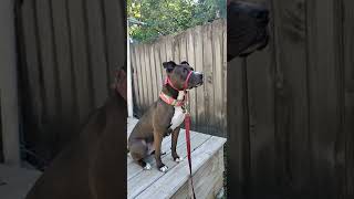 Pepper in back yard
