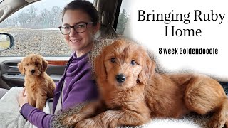 Bringing Home Our Goldendoodle Puppy | 8 week old Goldendoodle