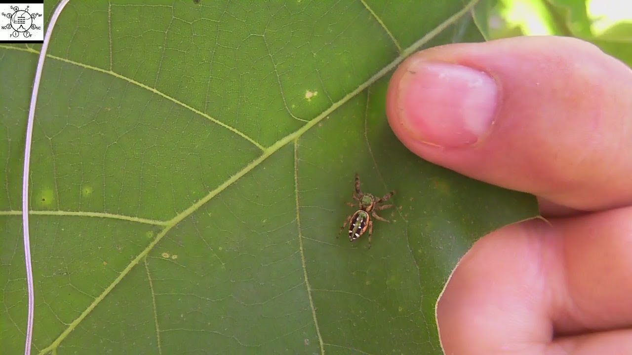 A Beautifully Patterned Jumping Spider - YouTube