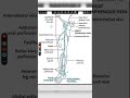 Great Saphenous Vein in 1 Minute!#GreatSaphenousVein#AnatomyShorts#MBBS#MedStudent#DoctorLife