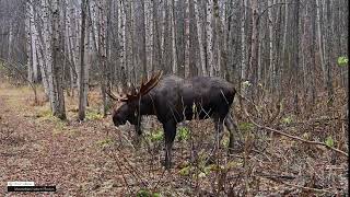 Bull Moose Fight Scars And Broken Antler