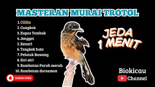 KOMBINASI 10 MASTERAN MURAI BATU TROTOL