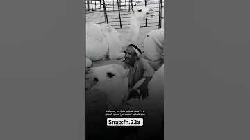 سعد بن جدلان كوكب تلعج عقود الماس امامه 