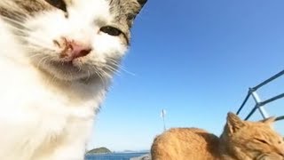 波止場での猫の集会に360°カメラが潜入