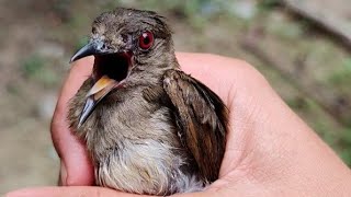 Suara burung cucak Rumbai Sumatra Emosi untuk Pikat, Pancingan \u0026 Masteran