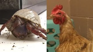 Humane League of Lancaster County takes in some unusual strays