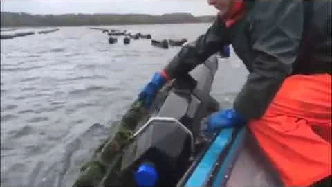 Leslie Hardy & sons oyster farm