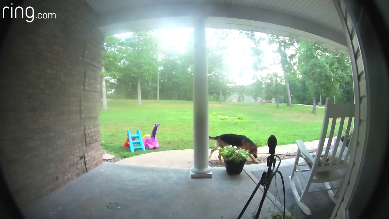 Neighbor Dog Peeing YouTube