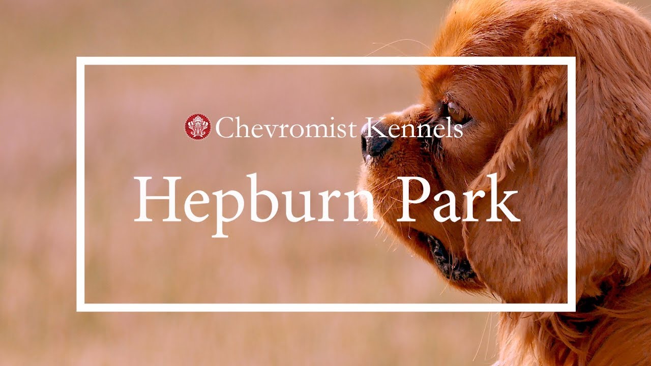 Chevromist Kennels Hepburn Park